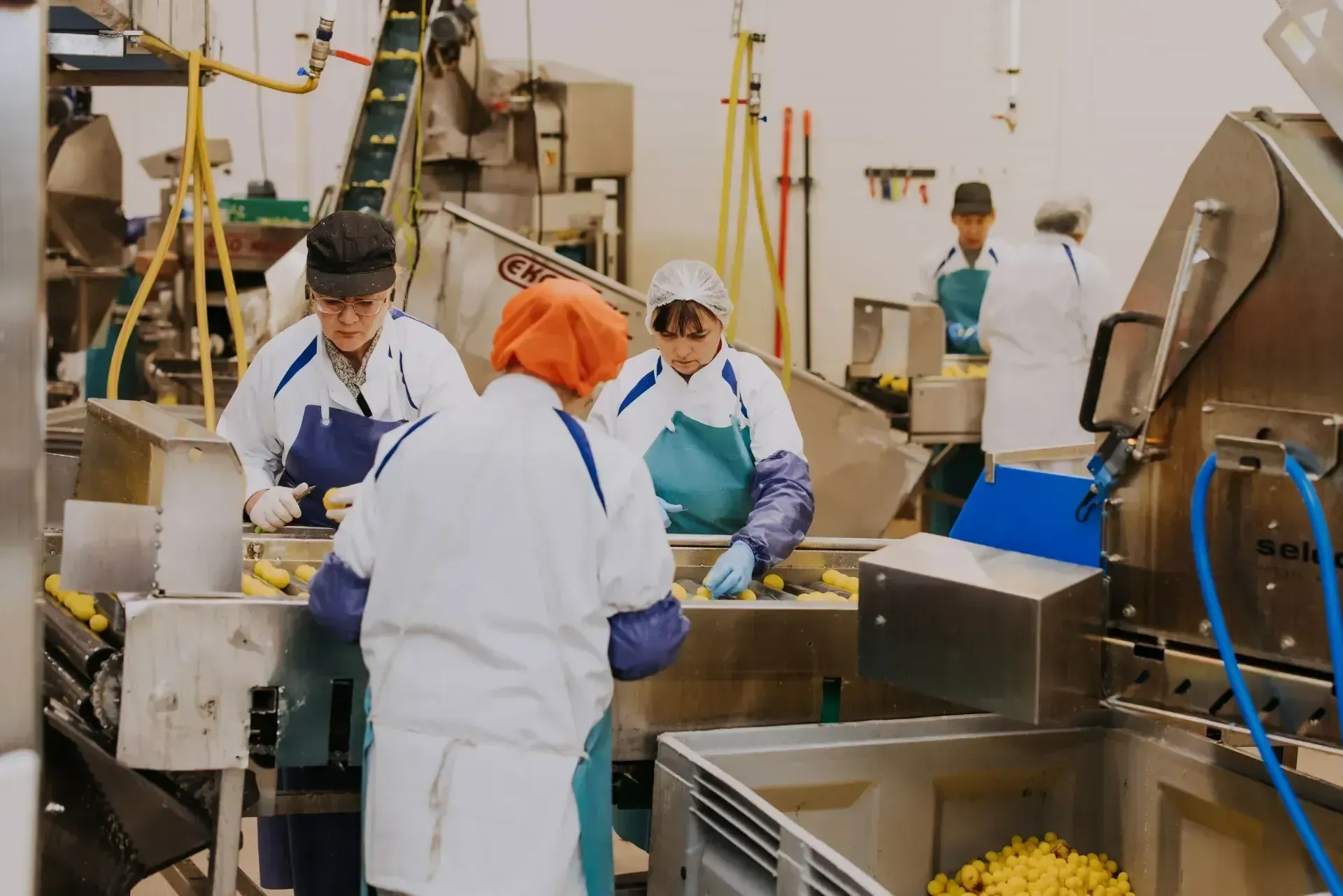 Kaasaegsed köögiviljade töötlemise tootmisliinid optilise sorteriga